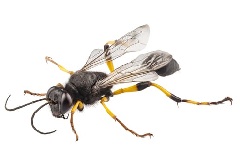 Mud Daubers Whitby