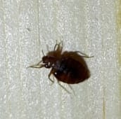 bed bug identification Whitby