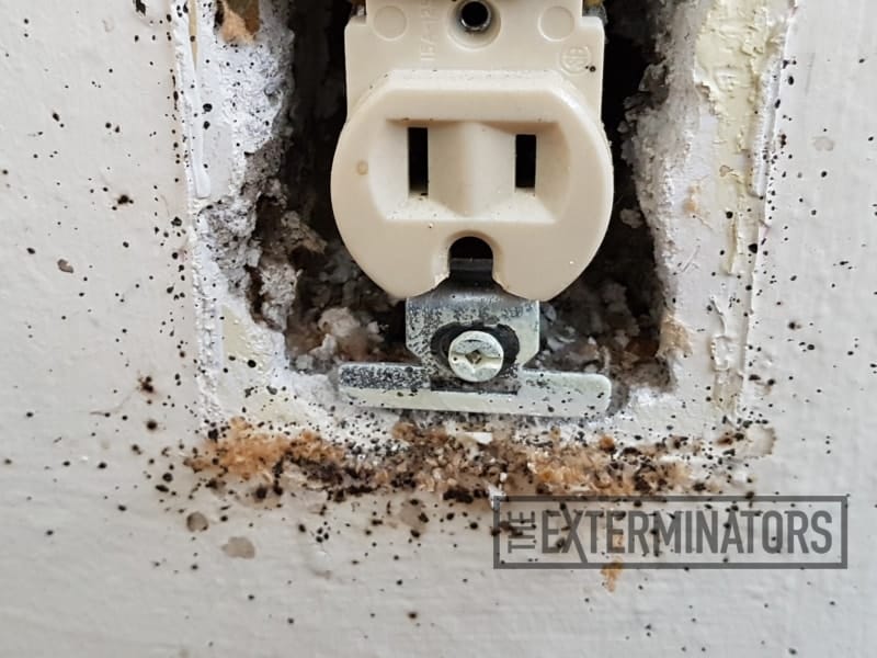 bed bugs wall outlet control Whitby