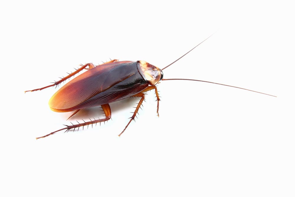 cockroach exterminator service Whitby