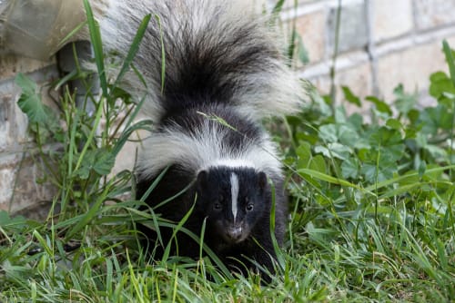 expert skunk control whitby