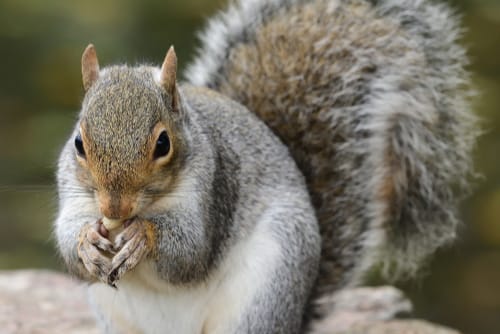 expert squirrel control whitby