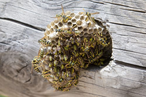 wasp nest removal