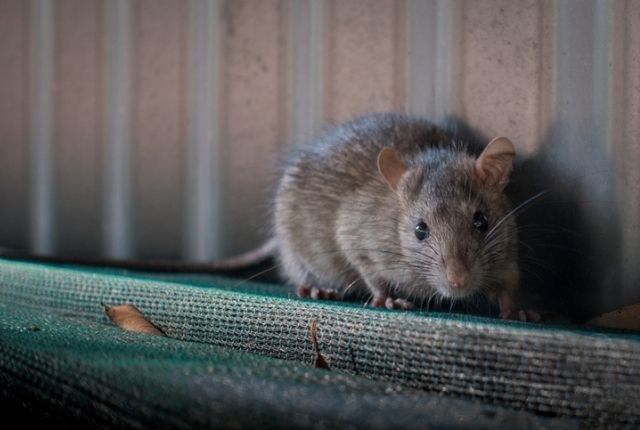 Can mice transmit new types of viruses and super bugs