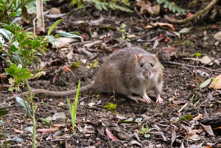 Can rat infestation cause fire hazard?