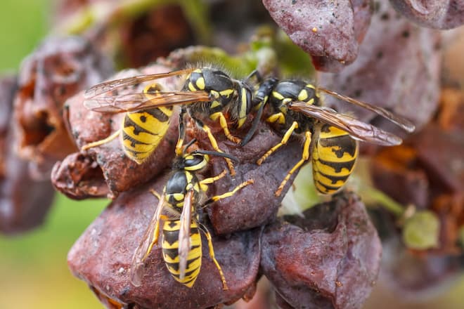 can wasp nest continue if you kill the queen