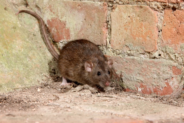 Does a vacant house attract rats?