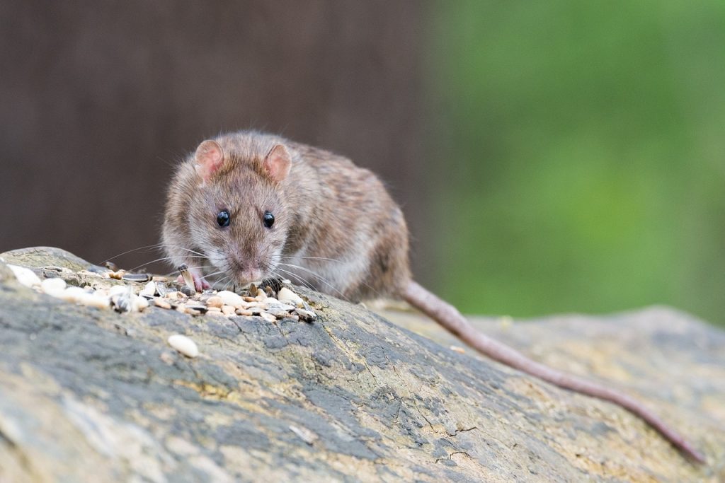 How rat infestations impacts food supplies