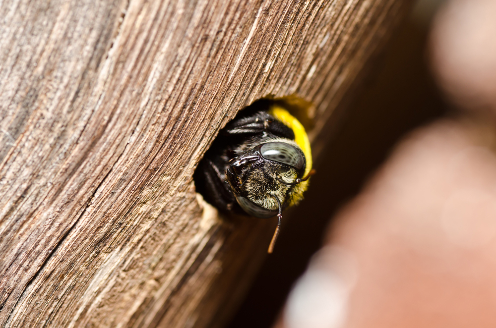 importance-of-plugging-up-carpenter-bee-holes-after-the-treatment