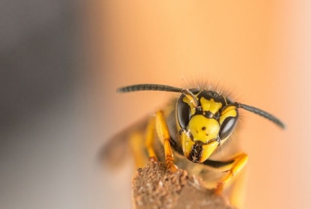 Differences Between Paper Wasps, Yellowjackets and Solitary Wasps