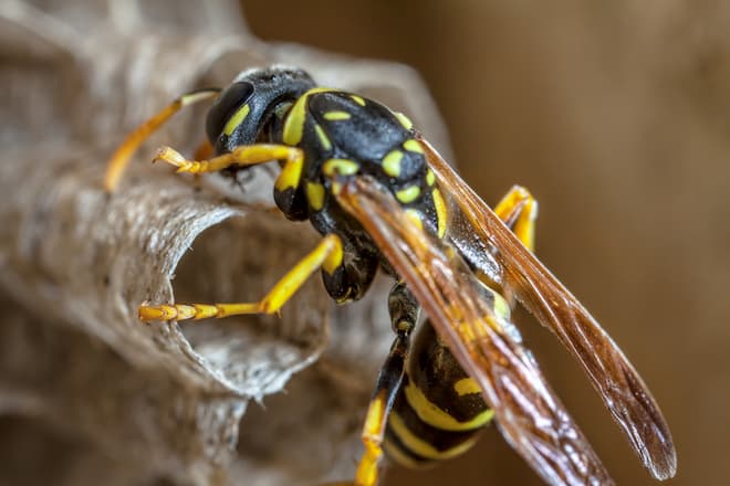 How to find a wasp nest inside the walls