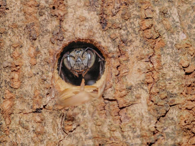 how to inspect your property for carpenter bee infestations