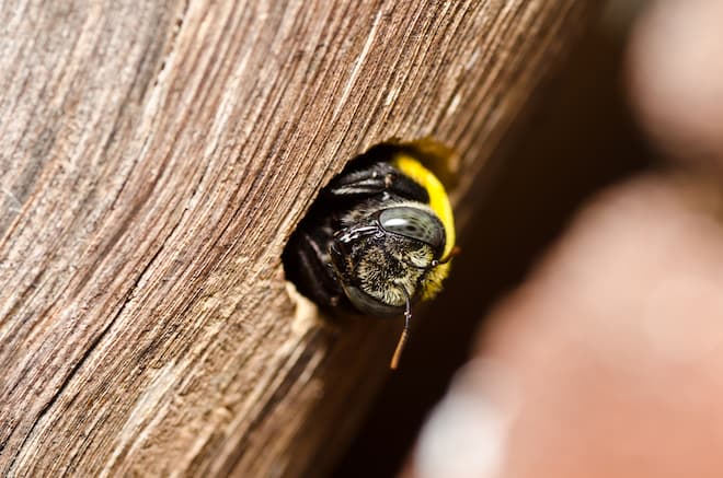 Importance of Plugging Up Carpenter Bee Holes after the treatment