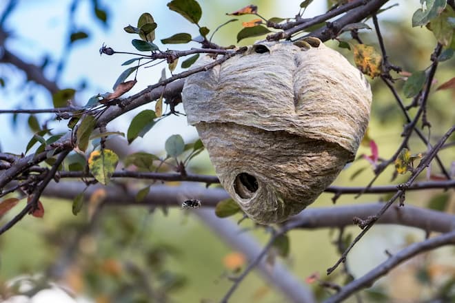 wasp nest identification