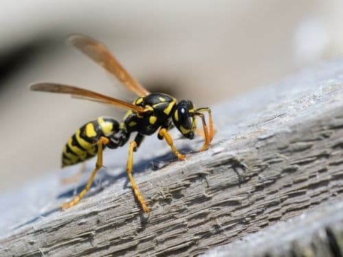 what to do about a wasp nest in the wall