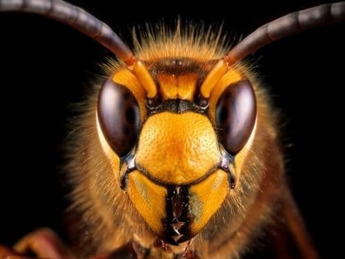 how do japanese hornets build their nests