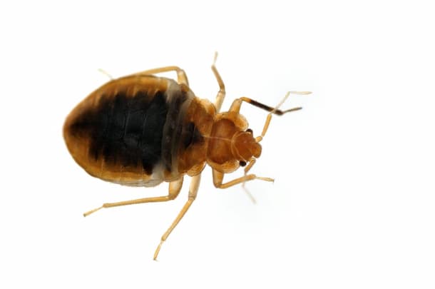 bed bug exterminator whitby