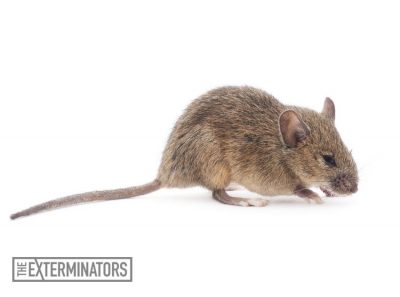 rodent extermination Whitby