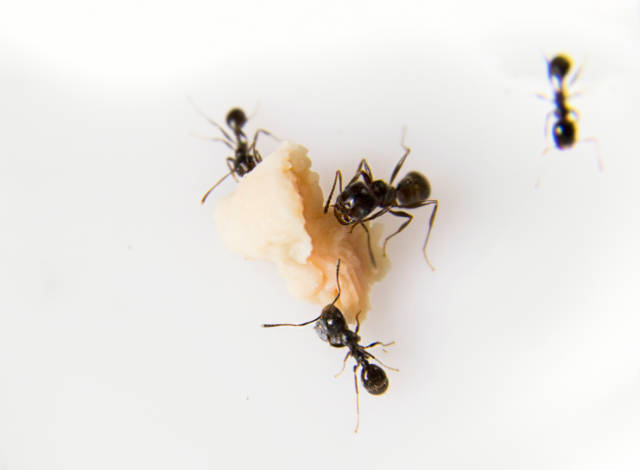 How to Get Rid of Carpenter Ants Effective_Elimination_Methods