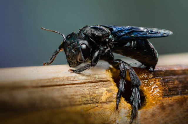 Are_Wasps_Active_at_Night_Unraveling_Their_Nocturnal_Habits