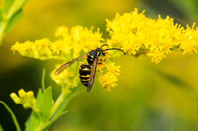 Are_Wasps_Beneficial_to_the_Environment