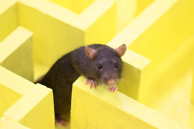 Attic Rat Droppings: How to Clean and Prevent Further Infestations ...