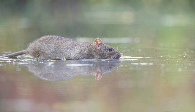 Attracting_Unwanted_Guests_Do_Bird_Feeders_Attract_Rats