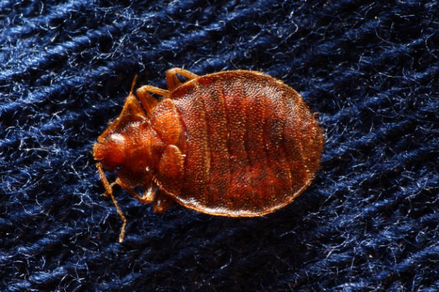 Bed_Bugs_and_Carbon_Dioxide_Understanding_Attraction_Factors