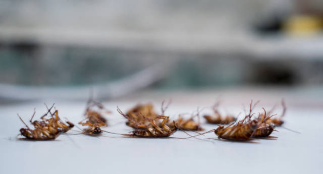 Best_Ways_to_Get_Rid_of_Cockroaches_in_an_Apartment