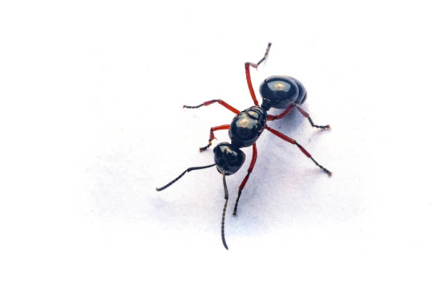 Black_Ants_vs_Carpenter_Ants_How_to_Distinguish_Between_Them