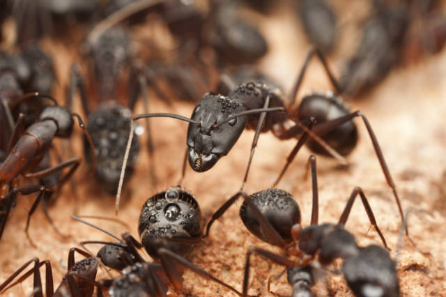 Borax_and_Carpenter_Ants_Examining_the_Effectiveness