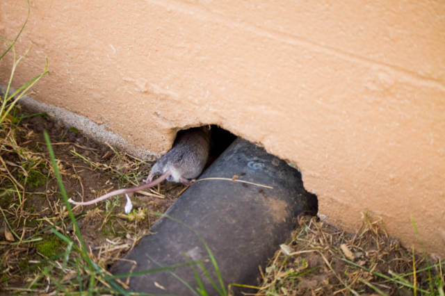 Can_Mice_Enter_Through_Soffit_Gaps__Is_Caulking_The_Solution