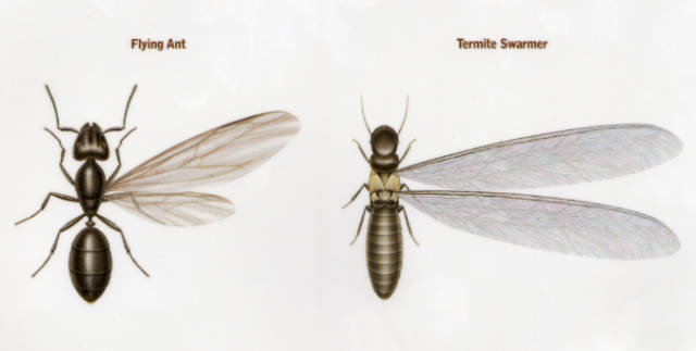 Carpenter_Ants_with_Wings_Understanding_Reproductive_Stages