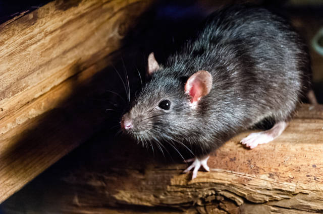 Cleaning_Rat_Droppings_Outside_Safety_Precautions_and_Cleanup_Methods