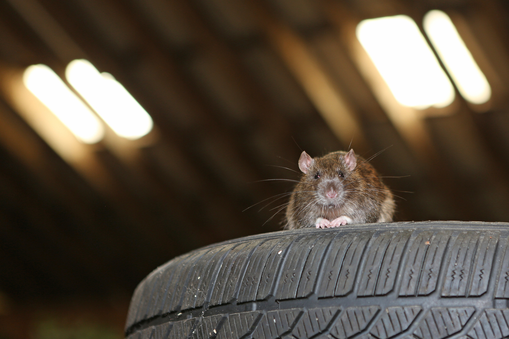 Cleaning_Rat_Droppings_in_the_Garage