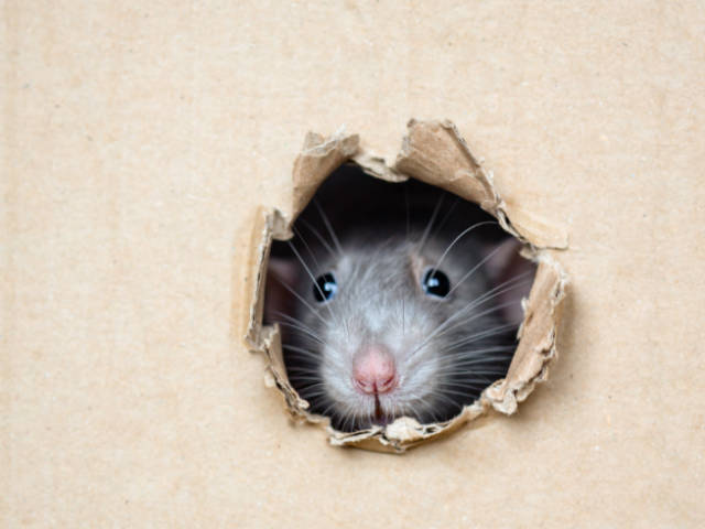 Diseases_Carried_by_Rats_Understanding_the_Health_Risks_of_a_Rat_Infestation