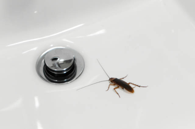 Drains_Infested_Getting_Rid_of_Cockroaches_in_Drains