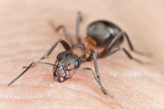 Eliminating Carpenter Ants in Walls - Targeted Removal Techniques ...