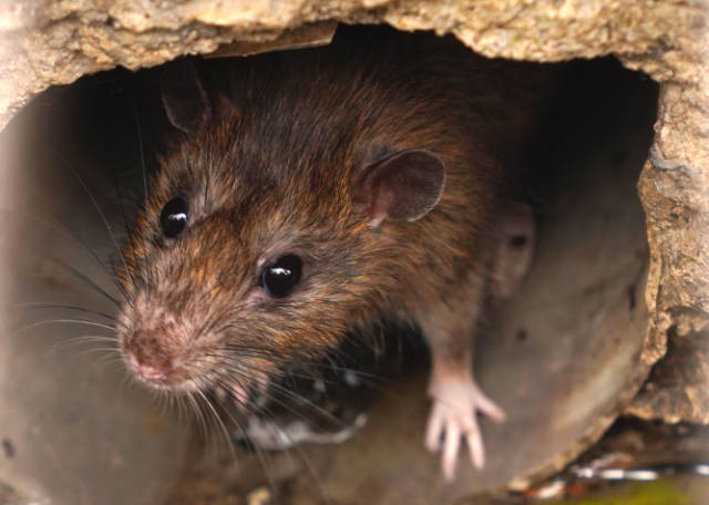 Finding_in_Rat_Holes_Near_Foundation_Signs_of_a_Rat_Problem