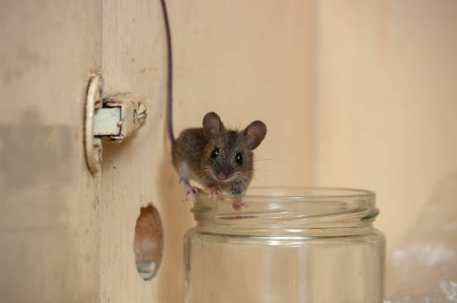 Health_Concerns_Can_Mice_in_the_House_Make_You_Sick