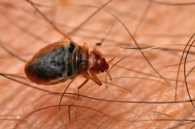 How_Long_Until_Bed_Bugs_Die_After_a_Professional_Bed_Bug_Treatment