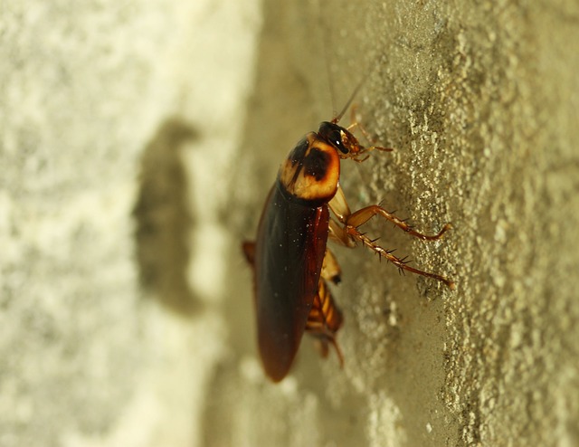 How_to_Get_Rid_of_Cockroaches_in_Your_House