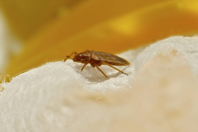 Is_Heat_Treatment_Effective_for_Bed_Bugs_Pros_and_Cons