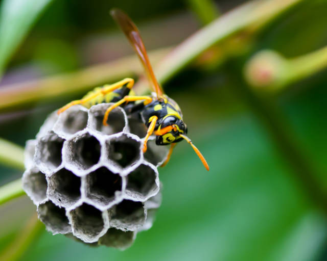 Know_Your_Wasps_Identifying_Different_Wasp_Species