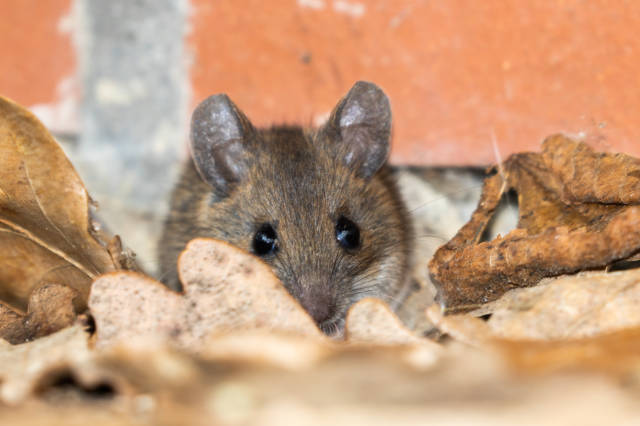 Rodent_Prevention_How_to_Avoid_Mice_in_Your_House