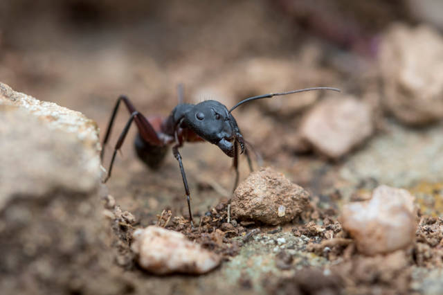 Signs_of_Carpenter_Ants_in_the_House_How_to_Identify_An_Infestation