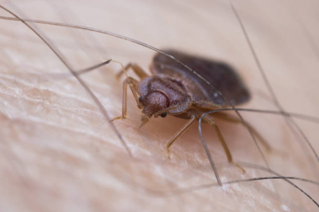 The_Blood_Diet_Why_Do_Bed_Bugs_Feed_on_Humans