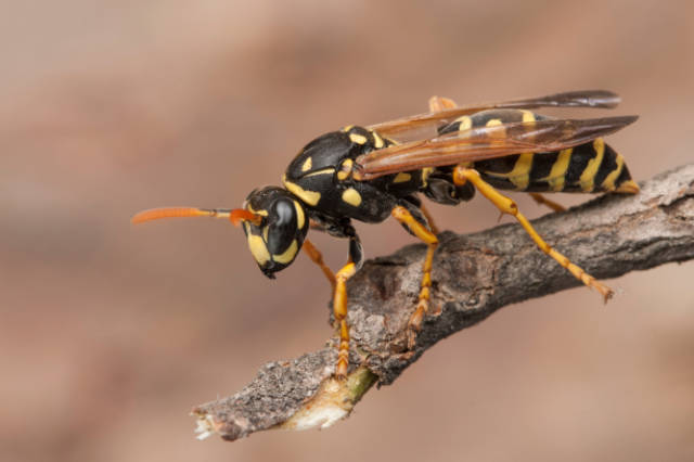 The_Buzz_on_Wasps_Understanding_these_Stinging_Insects