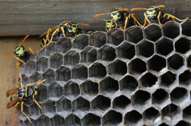 The_Lifecycle_of_Wasps_From_Egg_to_Adult