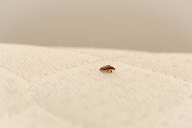 The_Science_Behind_Bed_Bug_Bite_Recovery_Time